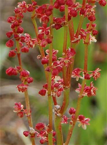 Rumex acetosella image