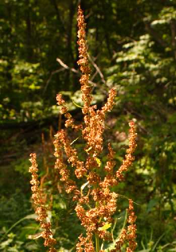 Rumex obtusifolius image