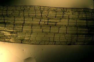 Sagittaria cuneata image