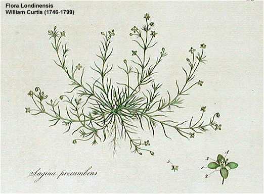 Sagina procumbens image