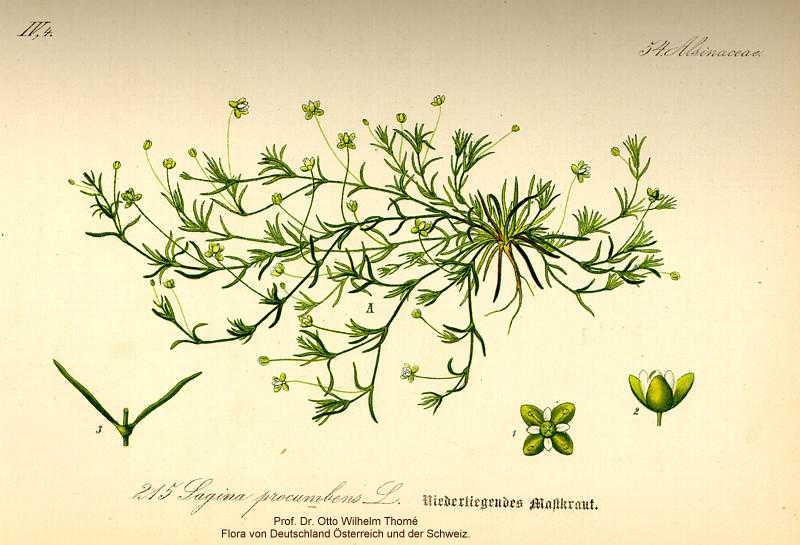 Sagina procumbens image