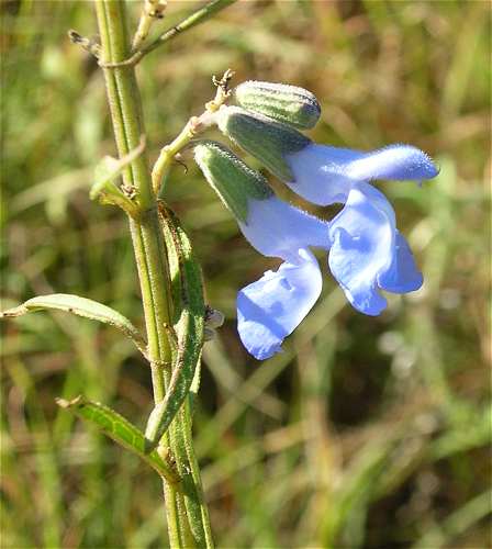 Salvia azurea var. grandiflora image