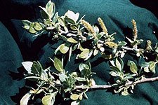 Salix eriocephala image