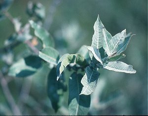Salix eriocephala image
