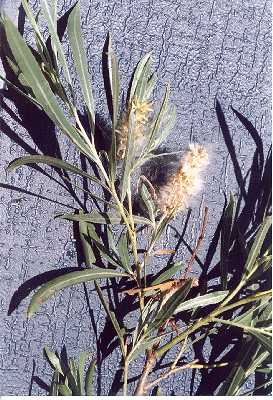 Salix interior image