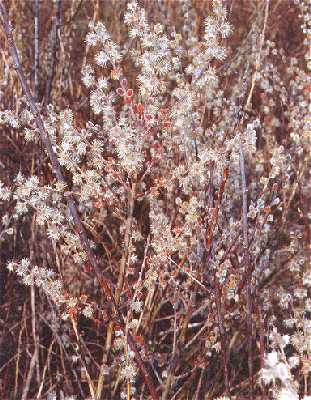 Salix humilis image