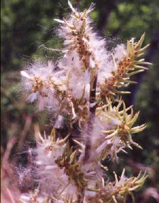 Salix humilis image