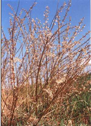 Salix humilis image