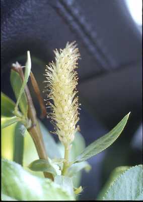 Salix lucida image