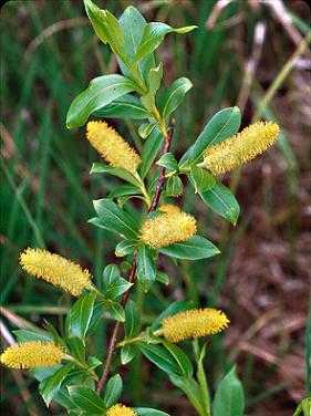 Salix lucida image