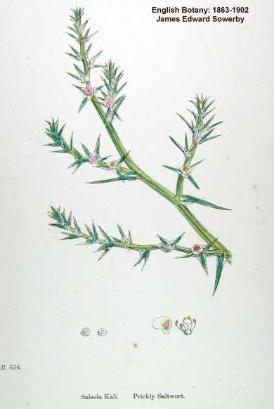 Salsola tragus image