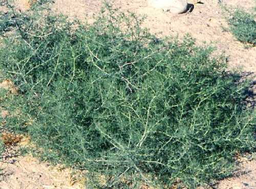 Salsola tragus image