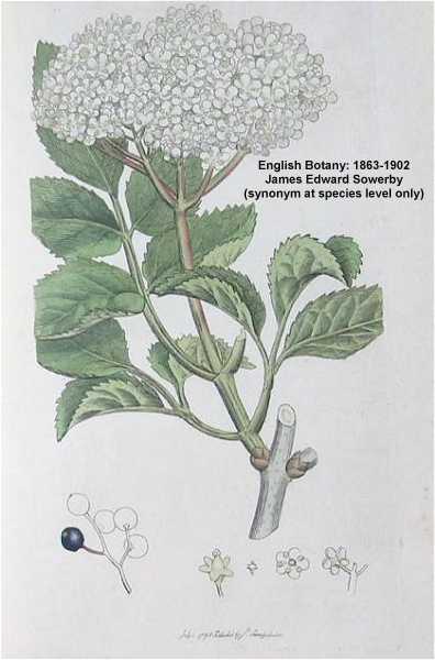Sambucus canadensis image