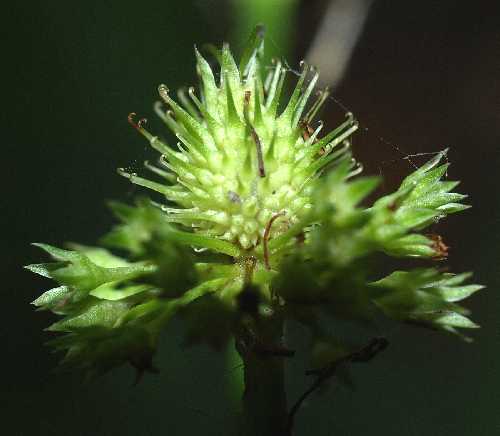 Sanicula marilandica image