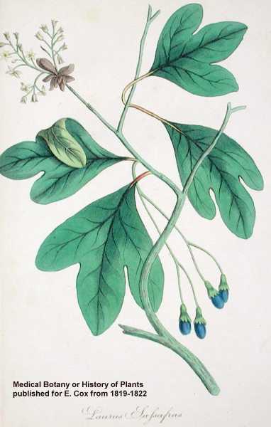 Sassafras albidum image