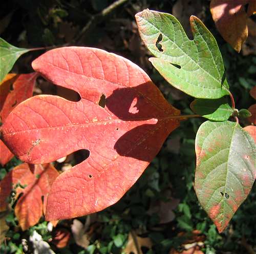 Sassafras albidum image
