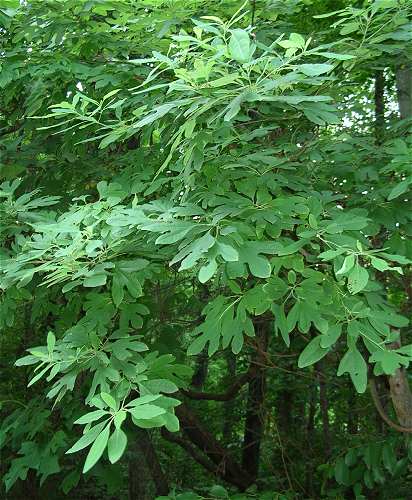 Sassafras albidum image