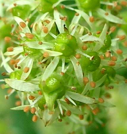 Micranthes pensylvanica image