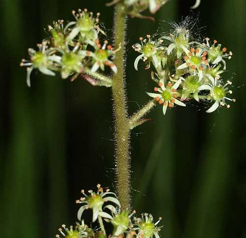 Micranthes pensylvanica image