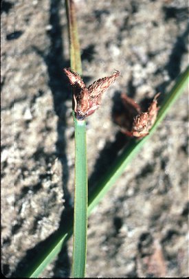 Schoenoplectus image