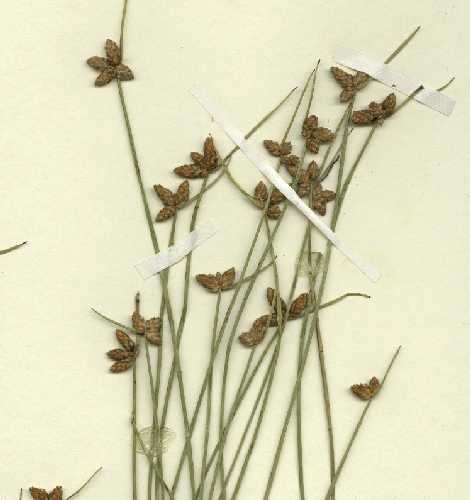 Schoenoplectus purshianus image