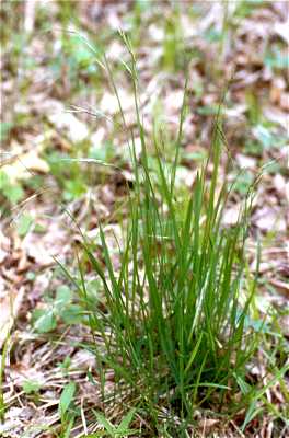 Schizachne purpurascens image