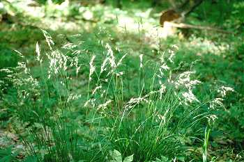 Schizachne purpurascens image