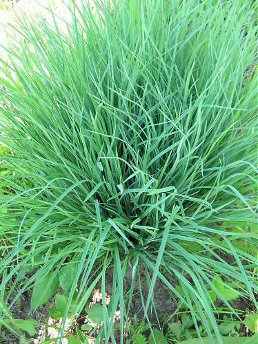 Schizachyrium scoparium image