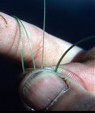 Schoenoplectus subterminalis image