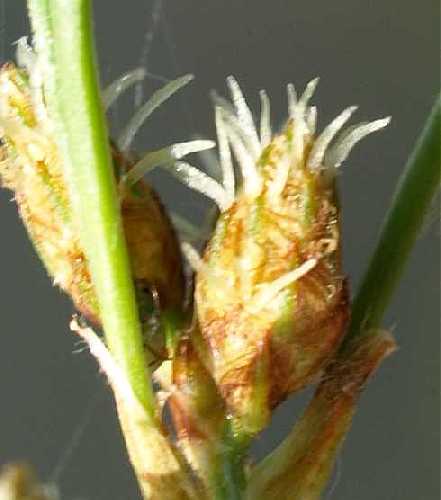 Schoenoplectus image