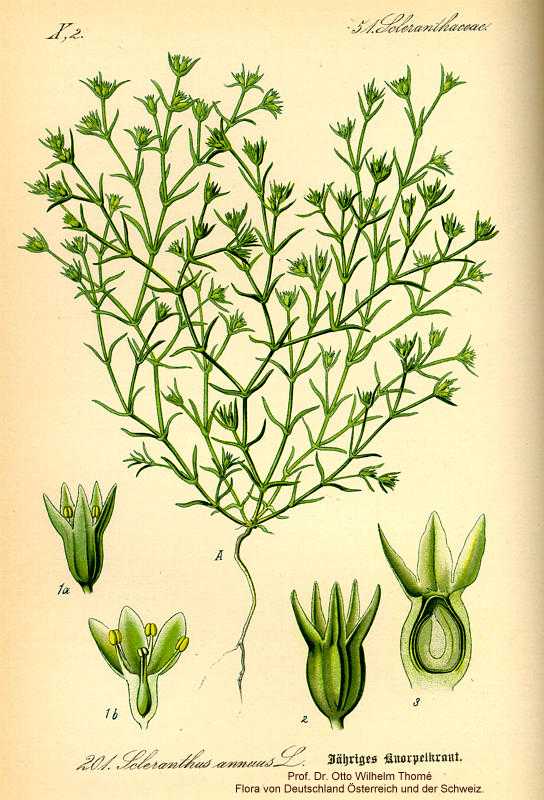 Scleranthus annuus image