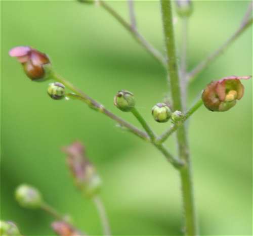Scrophularia lanceolata image