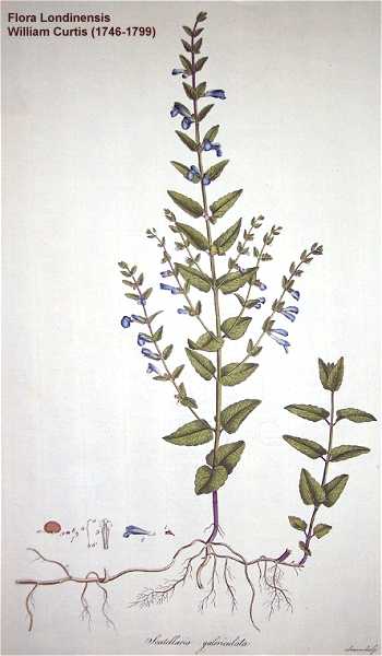 Scutellaria galericulata image