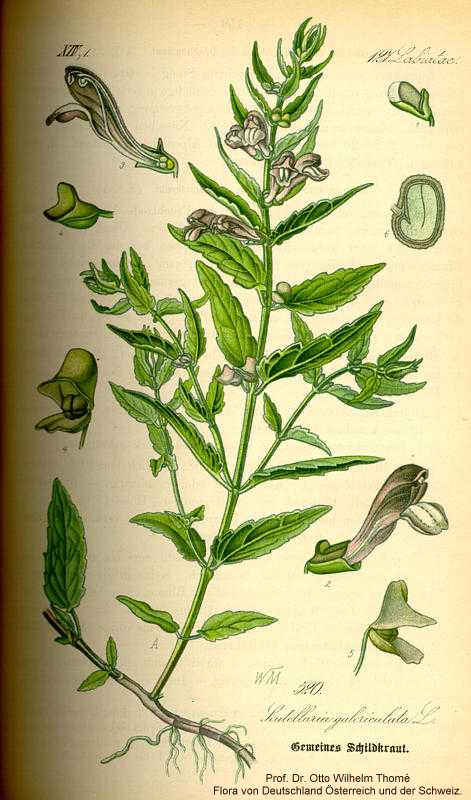 Scutellaria galericulata image