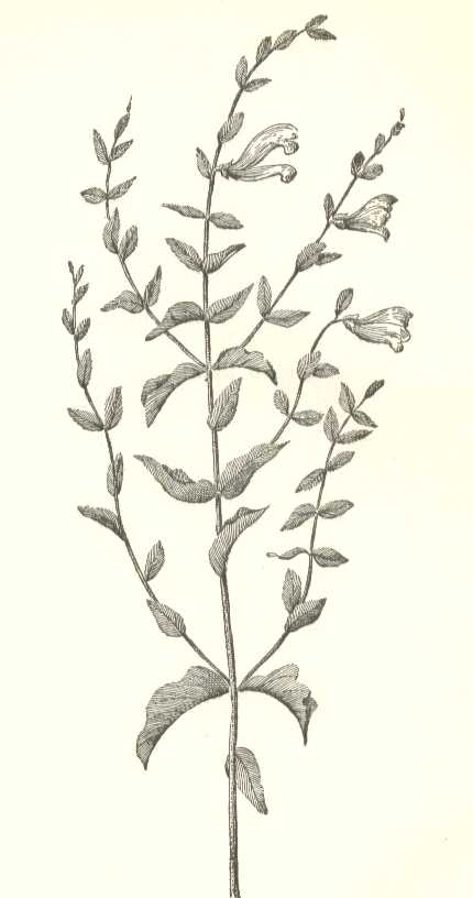 Scutellaria lateriflora image