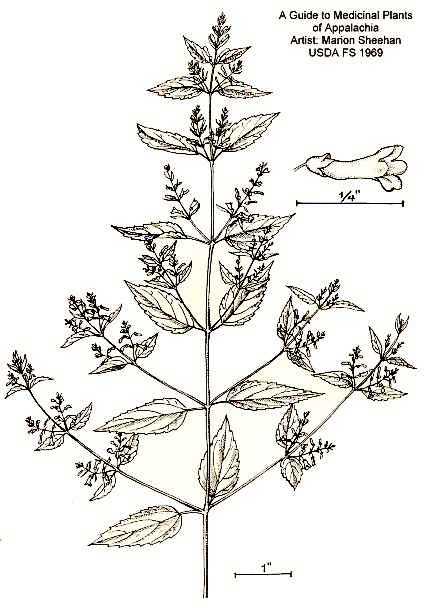 Scutellaria lateriflora image