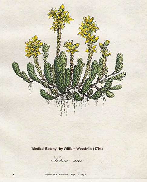 Sedum acre image