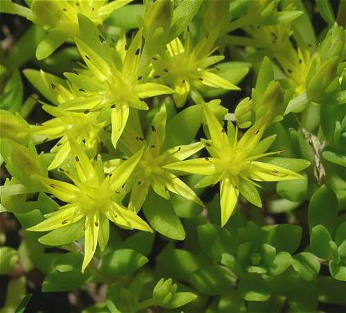 Sedum sarmentosum image