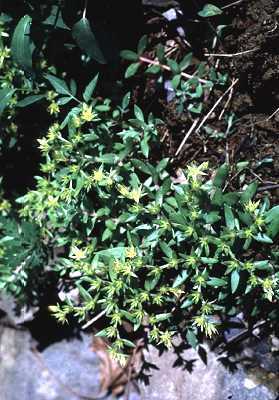 Sedum sarmentosum image