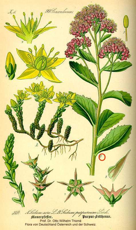 Hylotelephium image