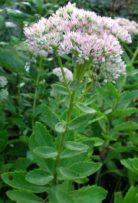 Hylotelephium telephium image