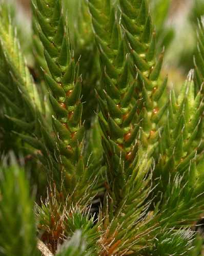 Selaginella rupestris image