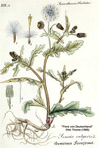 Senecio vulgaris image