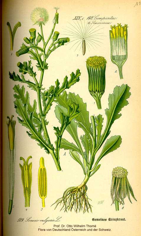 Senecio vulgaris image