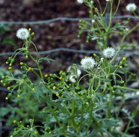 Senecio vulgaris image
