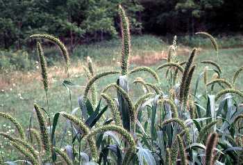 Setaria faberi image