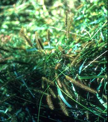 Setaria pumila subsp. pumila image