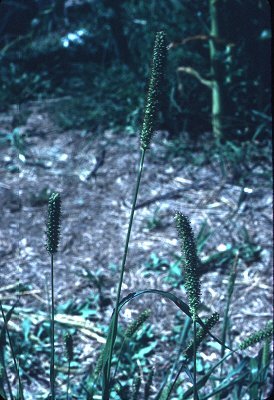 Setaria pumila subsp. pumila image