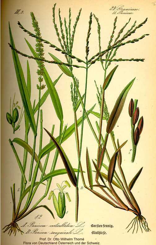 Setaria verticillata image