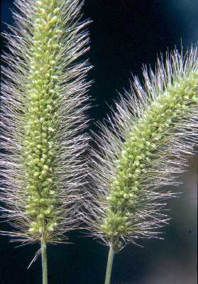 Setaria viridis image